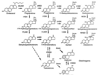 Steroid-Biosynthese